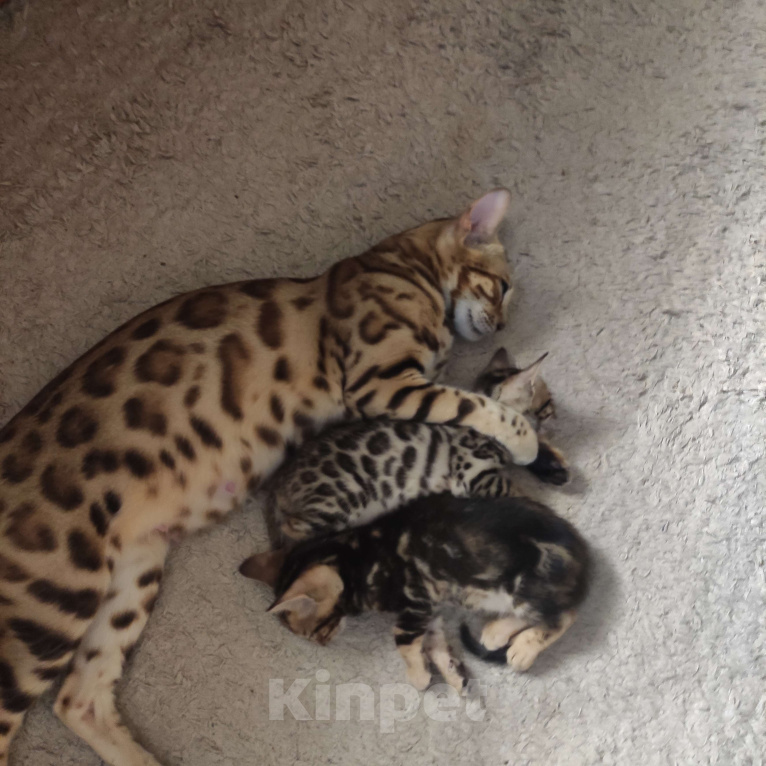 Кошки в Ростове-на-Дону: Бенгальские котята Девочка, 17 000 руб. - фото 2