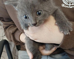 Кошки в Вышнем Волочке: шотландских вислоухих кошек Мальчик, 6 000 руб. - фото 2
