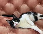 Кошки в Котельнике: Молодой маркизный котенок Стёпка Мальчик, Бесплатно - фото 1