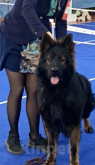 Собаки в Краснодаре: Вязка кобеля НО длинношерстной зонарного окраса 100% DDR   Мальчик, 65 000 руб. - фото 1