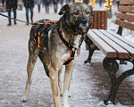 Собаки в Москве: Собака в добрые руки Девочка, Бесплатно - фото 4