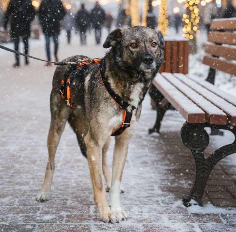 Собаки в Москве: Собака в добрые руки Девочка, Бесплатно - фото 4