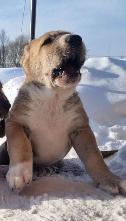 Собаки в Костерево: Щенок алабая кобель от чемпионов Мальчик, 55 000 руб. - фото 2