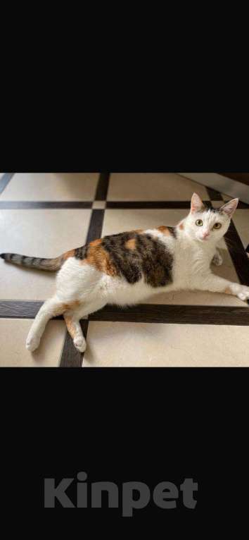 Кошки в Москве: Пропала кошка!!! Девочка, 5 000 руб. - фото 1