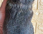 Собаки в Стерлитамаке: Французский бульдог щенки Девочка, 25 000 руб. - фото 6
