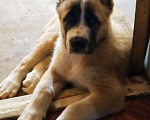 Собаки в Шахте: продам щенка алабая Девочка, 30 000 руб. - фото 5