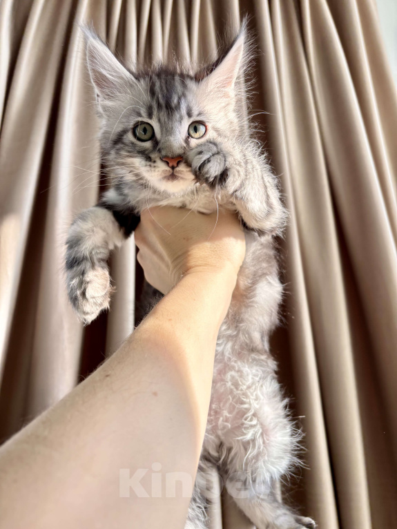 Кошки в Калининграде: Чистокровный котенок Мэйкун / ns22 Мальчик, 45 000 руб. - фото 1
