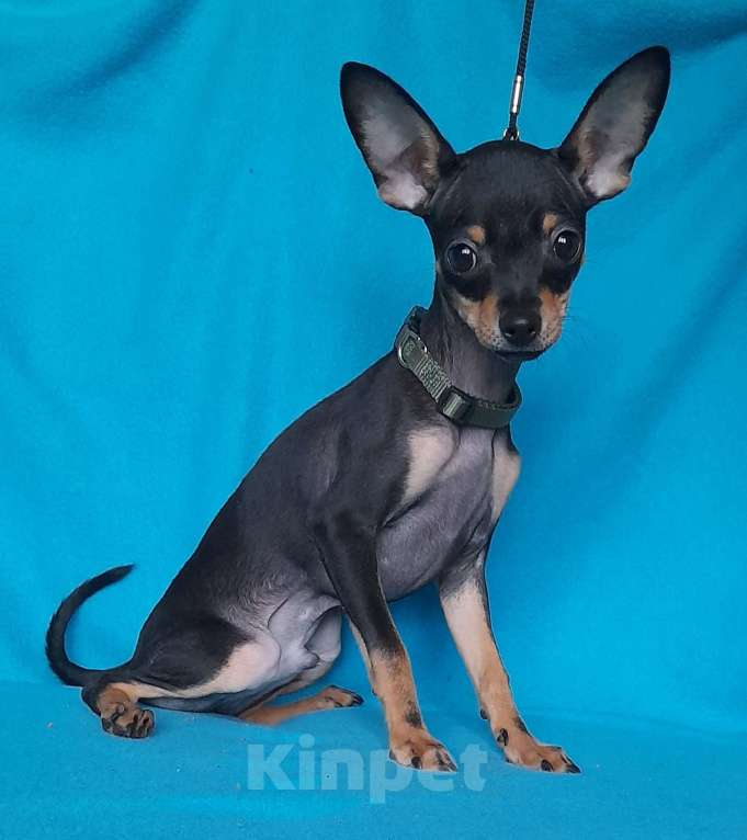 Собаки в Екатеринбурге: Щенки русского тоя гладкошёрстного Мальчик, 25 000 руб. - фото 2