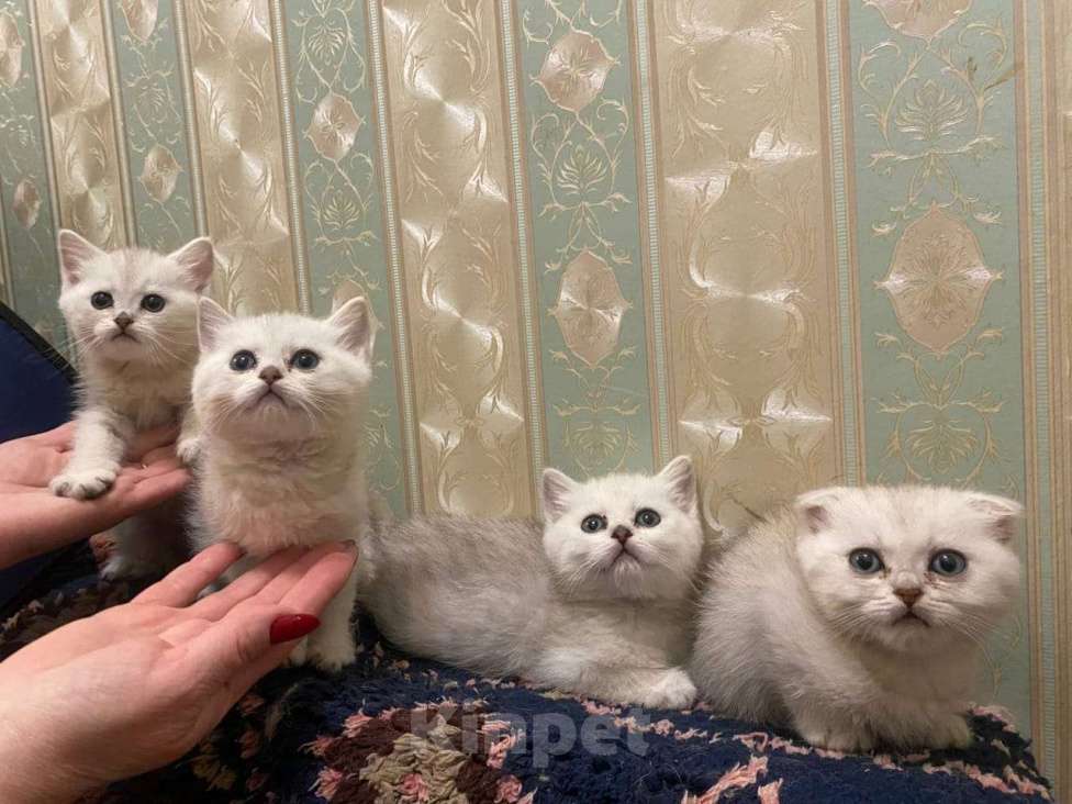 Кошки в Санкт-Петербурге: Девочки и мальчик Мальчик, 20 900 руб. - фото 5