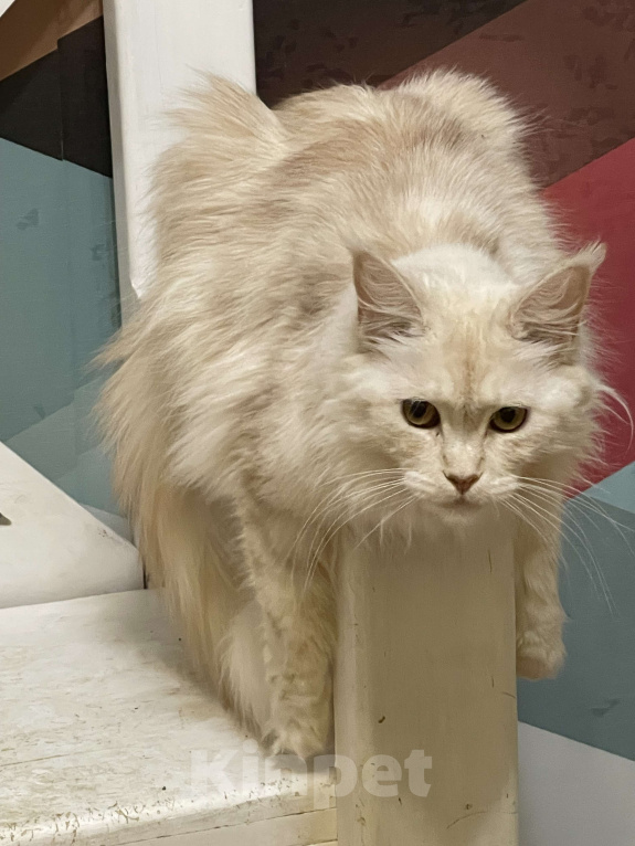 Кошки в Москве: МЕЙН-КУН Девочка, 15 000 руб. - фото 4