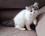 Кошки в Ярославле: Шотландская длинношерстная девочка  Девочка, 35 000 руб. - фото 5