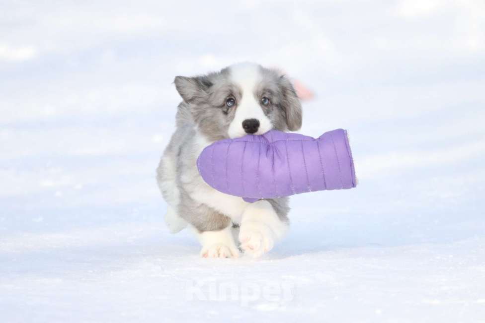 Собаки в Москве: Вельш корги кардиган -мальчик Мальчик, 60 000 руб. - фото 1