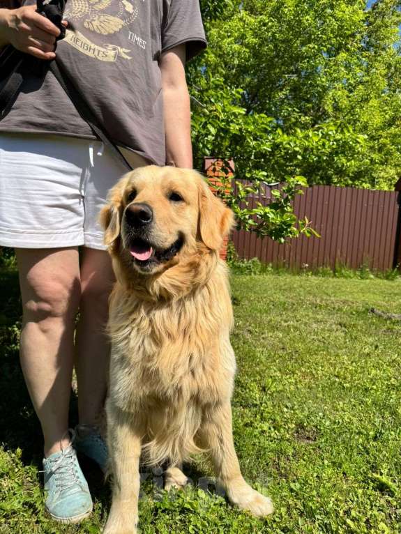 Собаки в Казани: Щенки Золотистого ретривера Мальчик, 40 000 руб. - фото 8