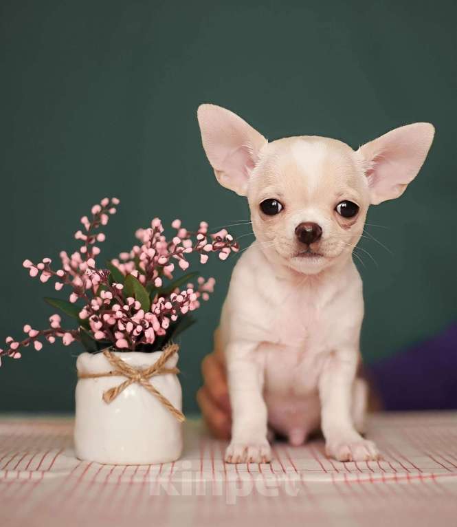 Собаки в Тольятти: Мальчик чихуахуа  Мальчик, 40 000 руб. - фото 1