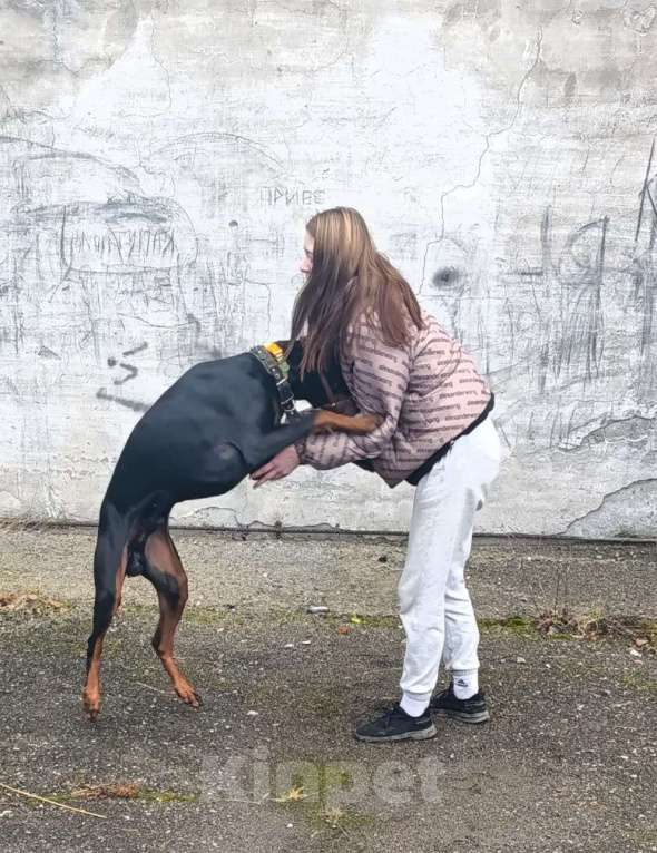 Собаки в Кушве: Продаю добермана Мальчик, 30 000 руб. - фото 1