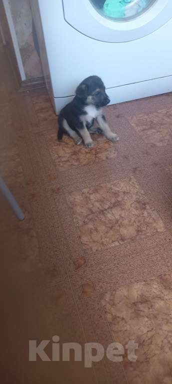 Собаки в Великом Новгороде: щенки  Мальчик, Бесплатно - фото 4