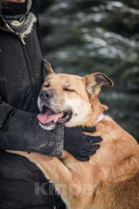 Собаки в Москве: Ищете идеальную рыжую собаку? Их есть у нас! Мальчик, Бесплатно - фото 4