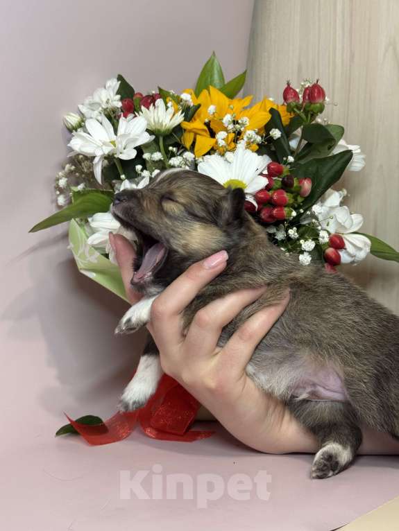 Собаки в Ярославле: Щенки Шелти Мальчик, 77 000 руб. - фото 4