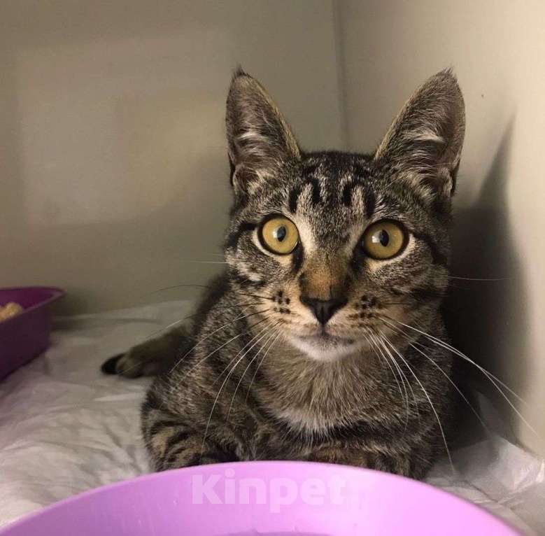 Кошки в Москве: История одного полосатого котика, которому очень нужен дом Мальчик, Бесплатно - фото 2