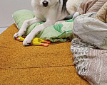 Собаки в Раменском: Вульфи ищет новый дом Мальчик, Бесплатно - фото 3