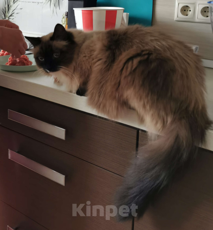 Кошки в Раменском: Болтун в добрые руки Мальчик, 999 руб. - фото 2