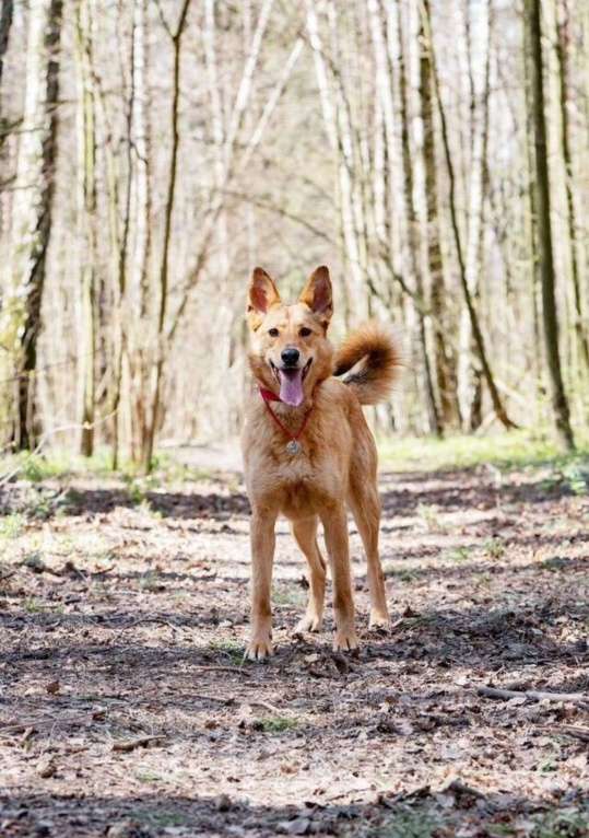 Собаки в Москве: Её спасли из отлова… и она оказалась идеальной собакой Девочка, Бесплатно - фото 4