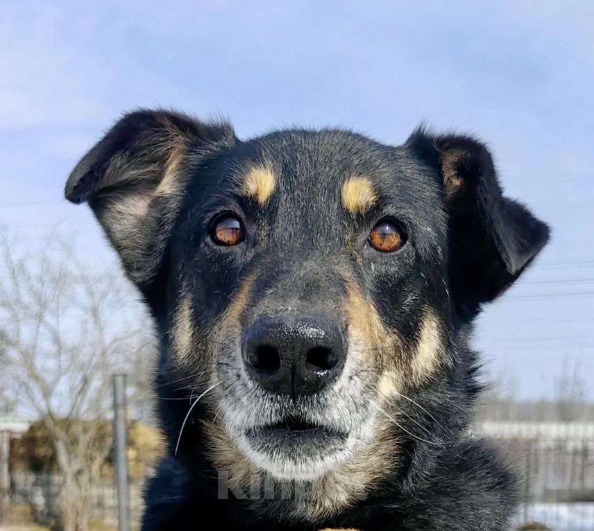 Собаки в Москве: Умный, верный, ласковый пес Жорж ищет дом Мальчик, Бесплатно - фото 2