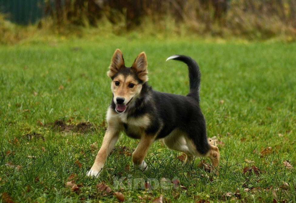 Собаки в Дмитрове: Щенок Альфа ищет дом! Девочка, Бесплатно - фото 2