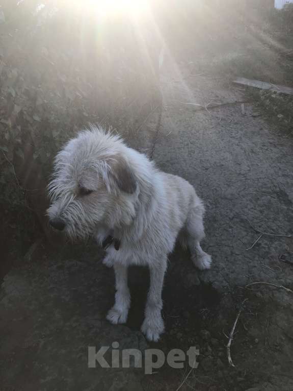 Собаки в Саратове: Отдам в добрые руки в частный дом собаку Мальчик, 1 руб. - фото 1