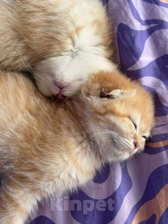 Кошки в Москве: Шотландский вислоухий котёнок  Девочка, 15 000 руб. - фото 3