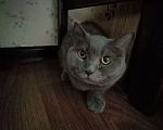 Кошки в Москве: Найден кот/кошка Мальчик, Бесплатно - фото 3