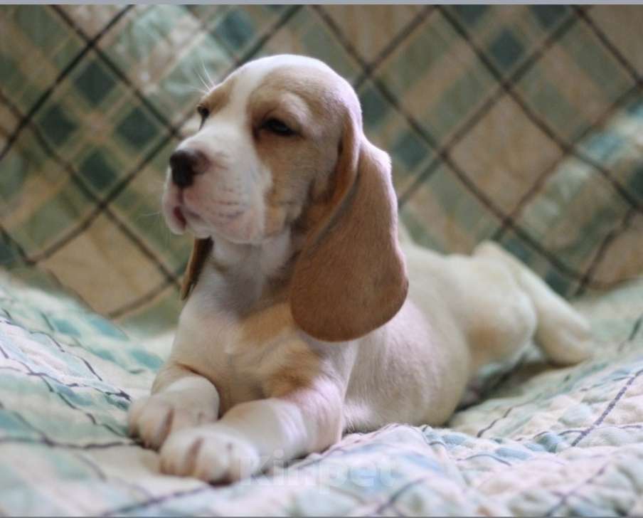 Собаки в других городах Московской области: Сука бигль Девочка, 60 000 руб. - фото 2