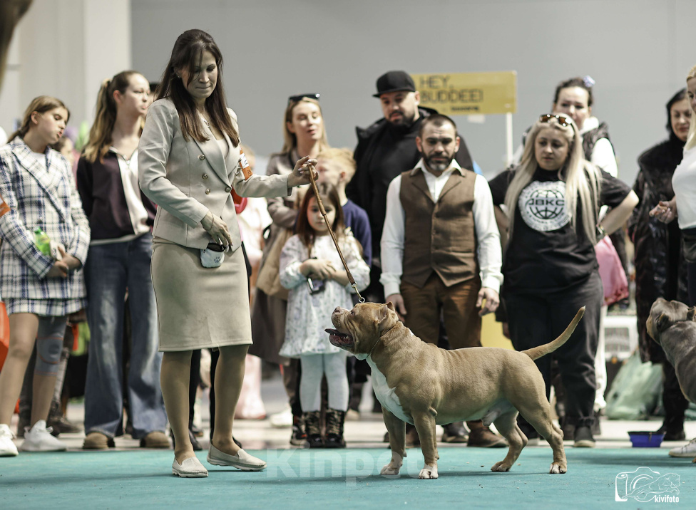 Собаки в Москве: Американский булли вязка Мальчик, 100 000 руб. - фото 3