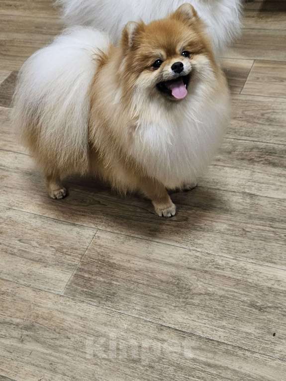 Собаки в Челябинске: Вязка Мальчик, 10 000 руб. - фото 3