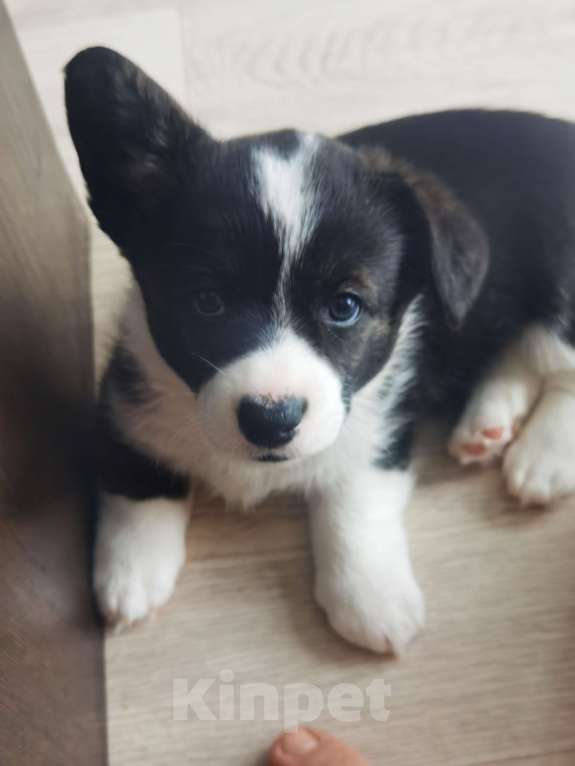 Собаки в Набережных Челнах: Кобель вельш корги кардиган 20.05.2025гр Мальчик, 50 000 руб. - фото 3