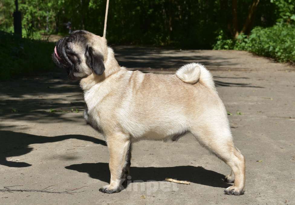 Собаки в Москве: Брутальный пирожок Мальчик, 100 000 руб. - фото 2