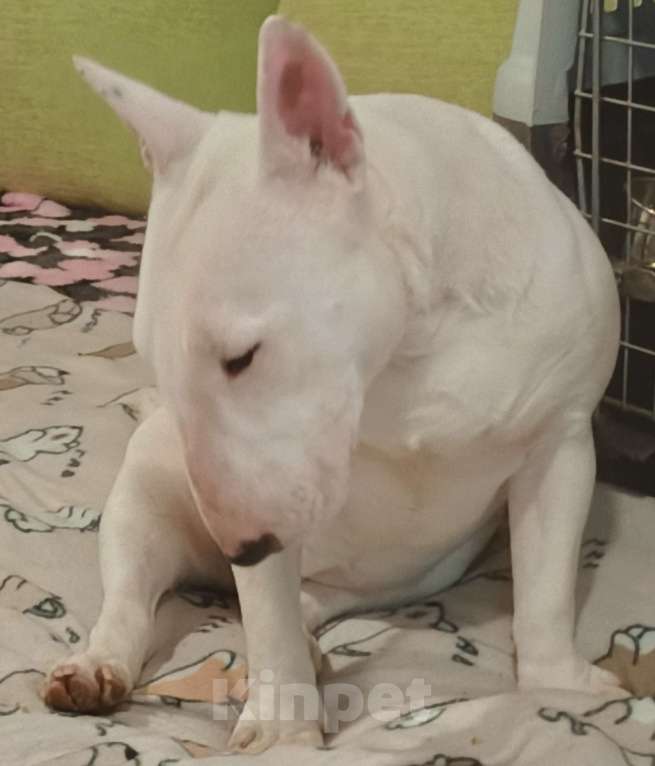 Собаки в Санкт-Петербурге: Девочка 1 год. Рожд. 19.02.2025г. Девочка, 100 000 руб. - фото 5