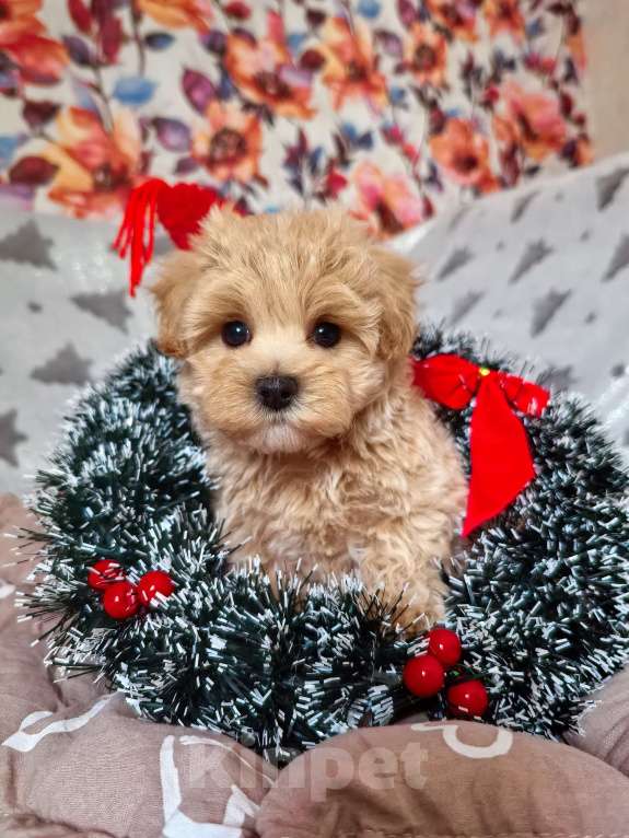 Собаки в Самаре: Девочка  Девочка, 140 000 руб. - фото 10