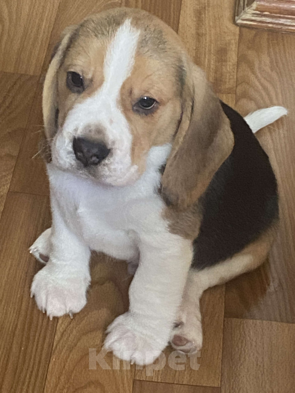 Собаки в Севастополе: Бигель Мальчик, 60 000 руб. - фото 2