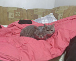 Кошки в Находке: Кошка Девочка, Бесплатно - фото 4