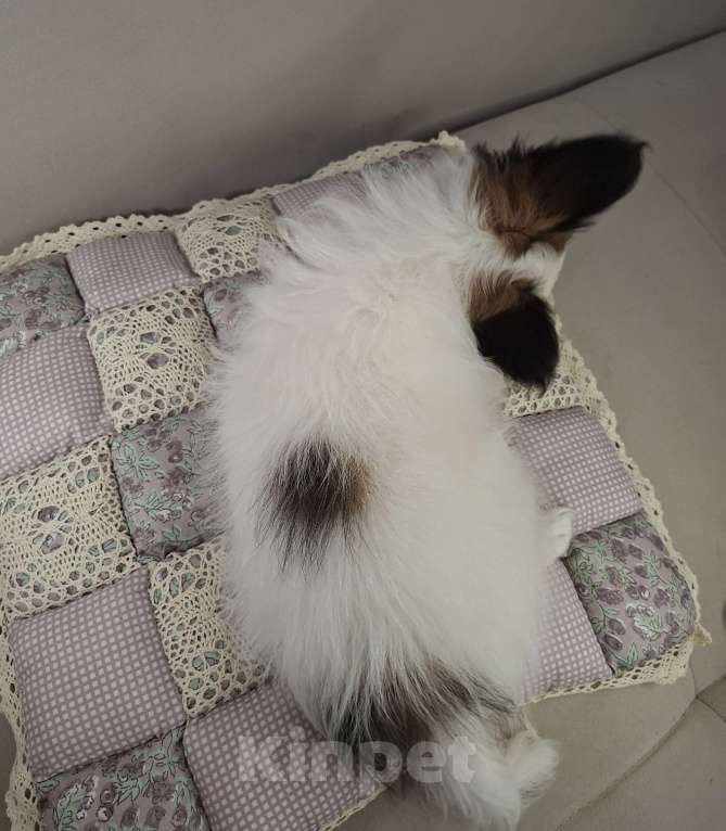 Собаки в Оренбурге: щенки папийона Мальчик, 65 000 руб. - фото 3