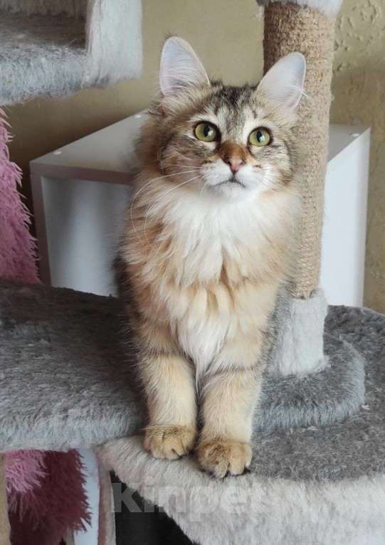 Кошки в Новосибирске: Werba Девочка, 50 000 руб. - фото 2