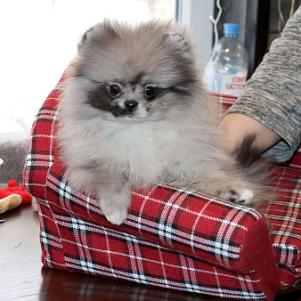 Самая РОСКОШНАЯ крошка шпица