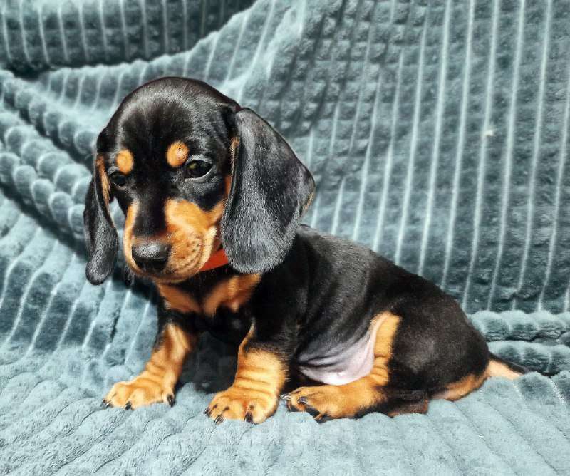 Собаки в Санкт-Петербурге: Щенок таксы Девочка, 30 000 руб. - фото 2