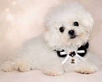 Собаки в Москве: Бишон мини Китай Девочка, 160 000 руб. - фото 1