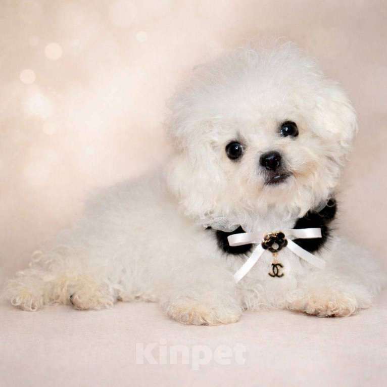 Собаки в Москве: Бишон мини Китай Девочка, 160 000 руб. - фото 1