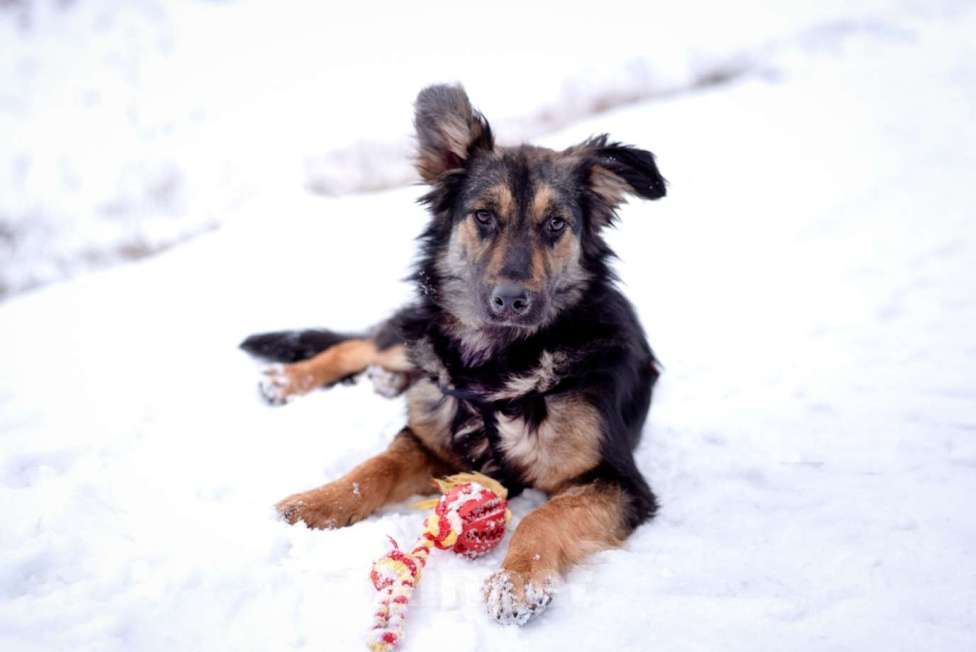 Собаки в Москве: Пушистый ушастый мальчик Пряник в добрые руки Мальчик, 1 руб. - фото 5