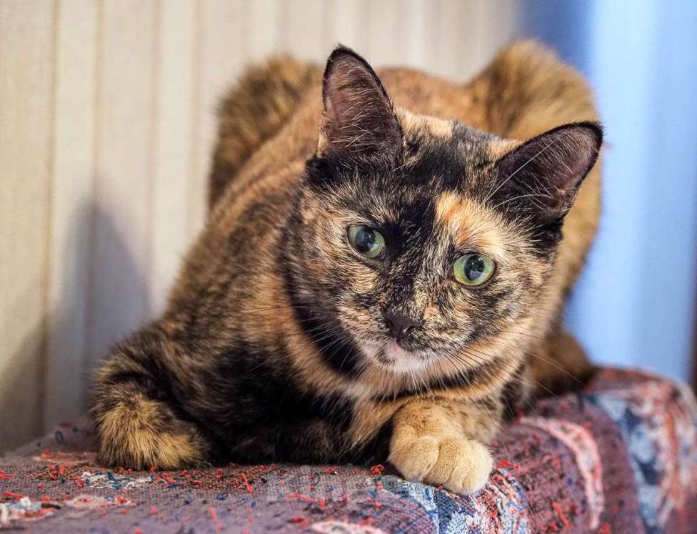 Кошки в Москве: Милая Мишель ищет любящий дом после трагических потерь Девочка, Бесплатно - фото 7