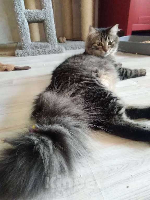 Кошки в Санкт-Петербурге: Молодая кошечка зеленоглазка Девочка, Бесплатно - фото 7