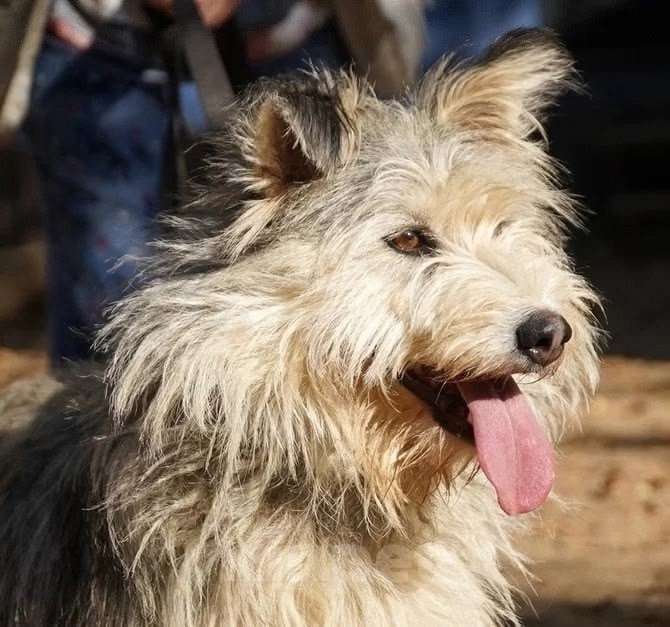 Собаки в Москве: Зайке нужен дом  Девочка, Бесплатно - фото 5